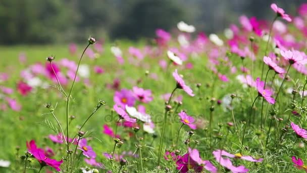 Campo de flores de cosmos púrpura y blanco en brisa . — Vídeo de stock