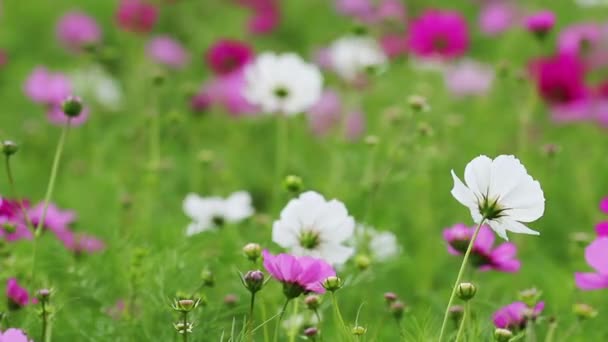 Campo de flores de cosmos roxo e branco em brisa . — Vídeo de Stock