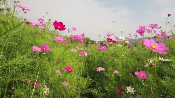 Viola e bianco cosmo campo di fiori in brezza . — Video Stock