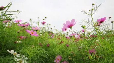 Mor ve beyaz cosmos alanında meltem çiçek.