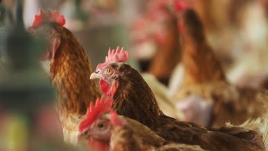 Tavuk yumurta, tavuk çiftliğinde.