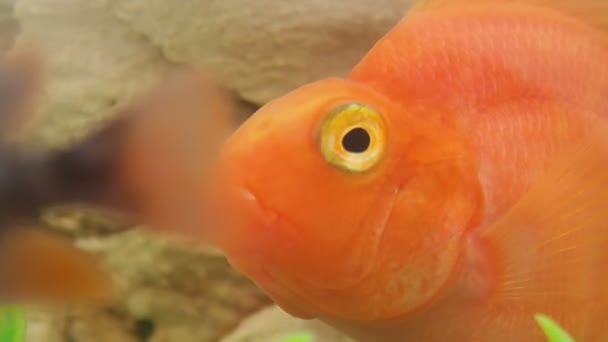 Gros plan poissons rouges nageant . — Video