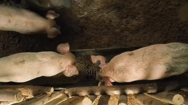 Pig feeding food in pigsty. — Stock Video
