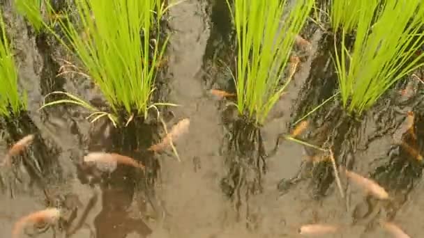 各种各样的鱼生活在稻田里 — 图库视频影像