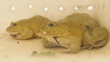 Kadar büyük kurbağalar kapatın 