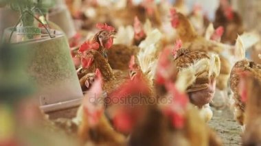 Tavuk yumurta, tavuk çiftliğinde.