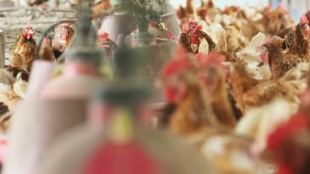 Uovo di gallina, Pollo in fattoria . — Video Stock