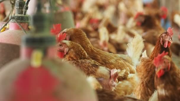 Œuf de poule, Poulet à la ferme . — Video