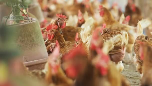 암 탉 계란, 닭 농장에서. — 비디오
