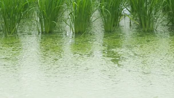 Close up green leaves rice field in breeze. — Stock Video