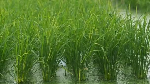 Camera panning groene verlaat rijst veld in wind. — Stockvideo