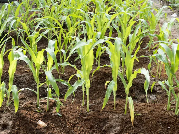 Planta arbolada, brote de maíz recientemente aparecido —  Fotos de Stock