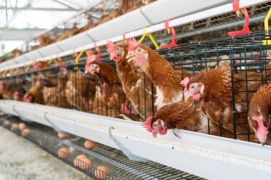 Tavuk, yumurta ve tavuk çiftlikte yemek yiyor..