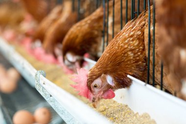 Hen, Chicken eggs and chickens eating food in farm clipart