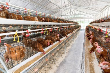 Tavuk, yumurta ve tavuk çiftlikte yemek yiyor..