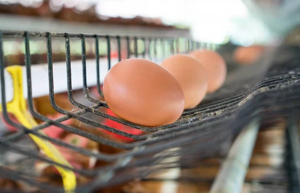 Vejce v zásobníku. Slepičí vejce a kuřata jíst jídlo v farma backg — Stock fotografie