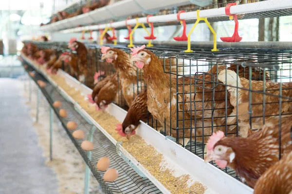 Gallina, huevos de pollo y gallinas que comen alimentos en la granja . — Foto de Stock