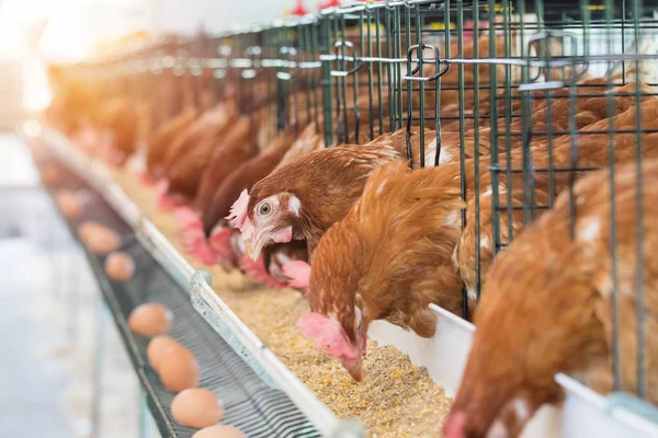 Gallina, huevos de pollo y gallinas que comen alimentos en la granja — Foto de Stock