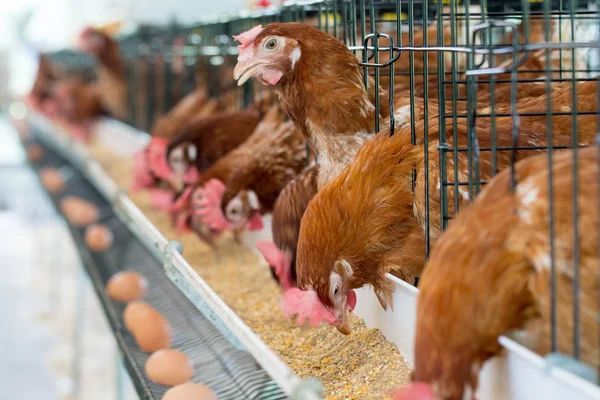 Gallina, huevos de pollo y gallinas que comen alimentos en la granja . — Foto de Stock