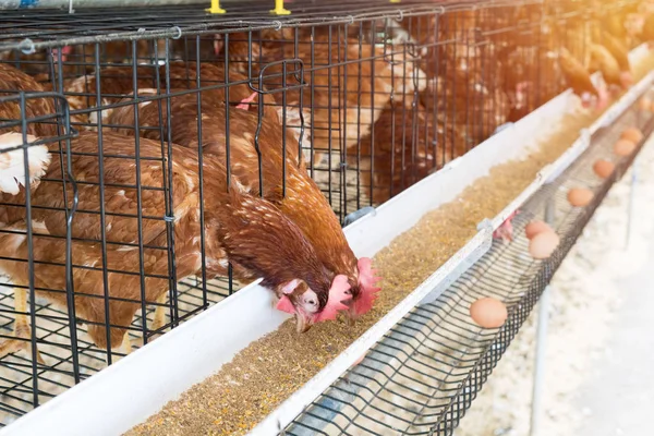Gallina, huevos de pollo y gallinas que comen alimentos en la granja — Foto de Stock