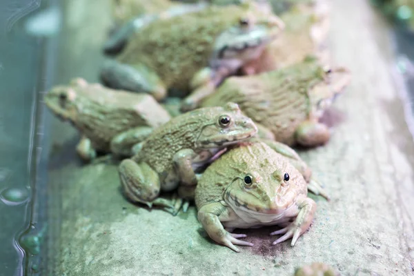 Wiele pól żaby w hodowli akwakultury w Tajlandii z bliska. — Zdjęcie stockowe