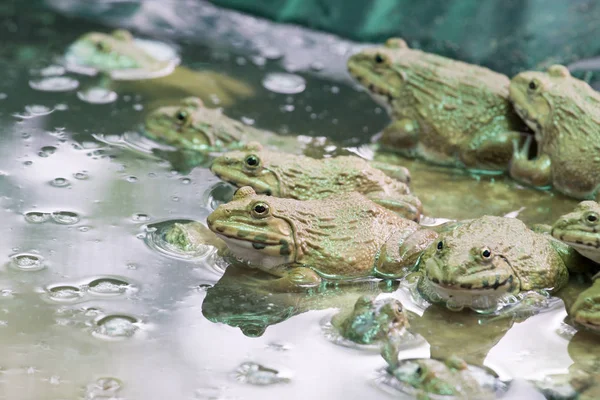 Wiele pól żaby w hodowli akwakultury w Tajlandii z bliska. — Zdjęcie stockowe
