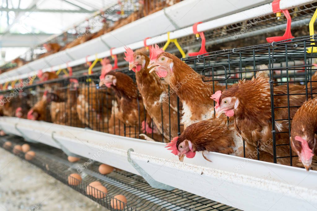 Hen, Chicken eggs and chickens eating food in farm.