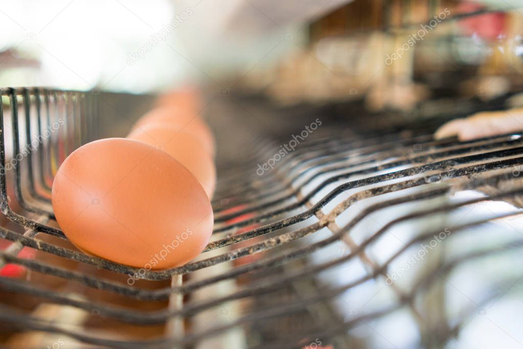 Eggs in tray.Chicken eggs and chickens eating food in farm backg