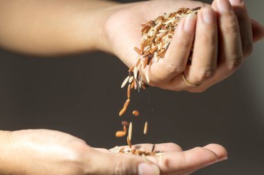 Kadının elinden düşen tahıl pirinç taneleri kadar kapatın.