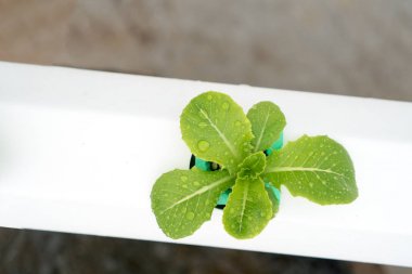 Üst, organik hydroponic sebze yetiştirme çiftliği zekâ görüntülemek