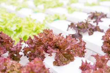 Organik hydroponic sebze yetiştirme çiftliği ile. Seçici fo