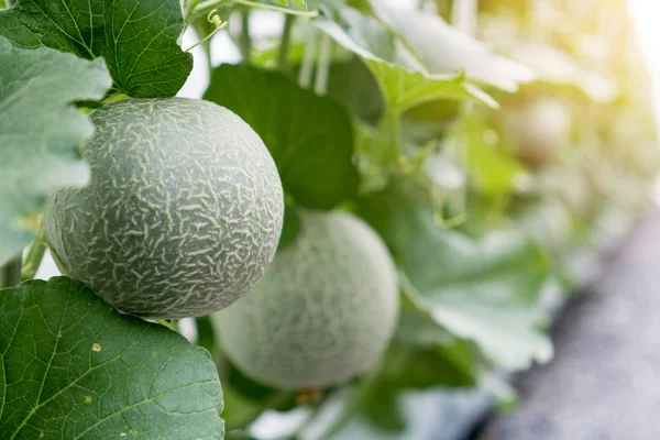 Melão cantaloup orgânico verde crescendo na fazenda de efeito estufa . — Fotografia de Stock