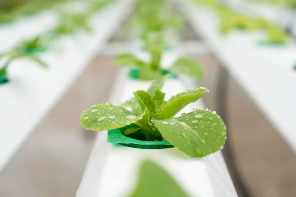 Organik hydroponic sebze yetiştirme çiftliği ile. Seçici fo