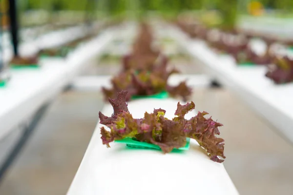 Organic hydroponic vegetable cultivation farm with. Selective fo — Stock Photo, Image