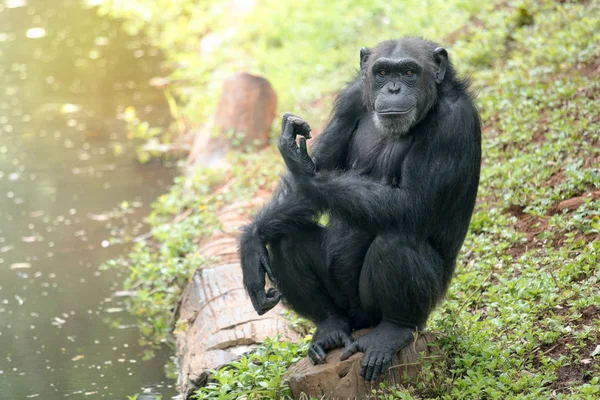 Adult orangutan sutting. Background water and dark green — Stock Photo, Image