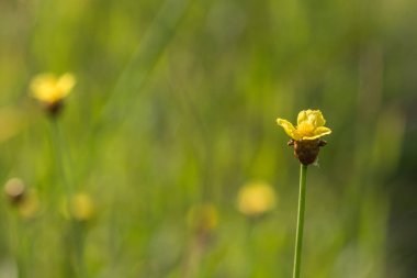 Makro yakın çekim, uzun boylu sarı gözlü çimen, thailan sarı çiçek