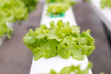 Organik hydroponic sebze yetiştirme çiftliği ile. Seçici fo