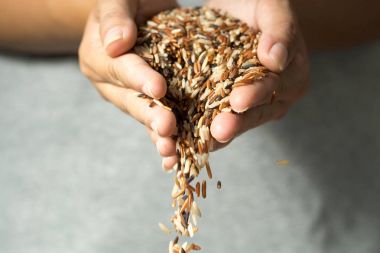 Kadının elinden düşen tahıl pirinç taneleri kadar kapatın.