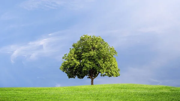 Πράσινο γρασίδι και δέντρα με σύννεφα φόντο, πράσινο έννοια. — Φωτογραφία Αρχείου