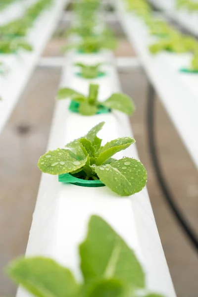 Organic hydroponic vegetable cultivation farm with. Selective fo — Stock Photo, Image