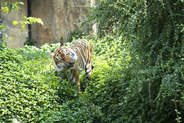 Tigre caminhando na floresta, casa do tigre . — Fotografia de Stock