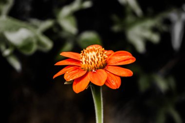 Turuncu Papatya çiçeği ışık arıyor