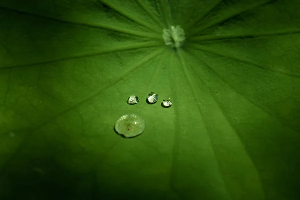 Dew on the Lotus leaf up close photograph — Stock Photo, Image