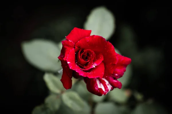 Bella rosa rossa vista fiore dalla foto in alto — Foto Stock