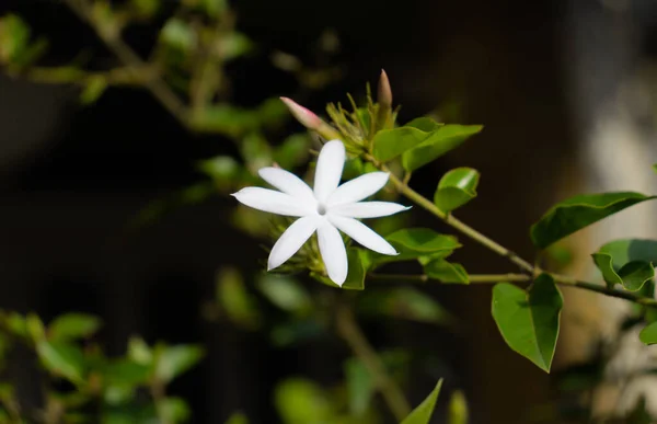 White Star Jasmine flower photograph — Stock Photo, Image