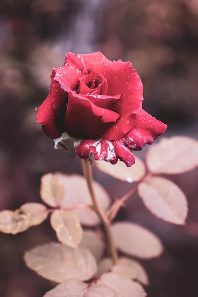Rosa fiore con rugiada mattutina sui petali — Foto Stock