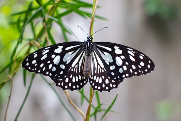 Zwarte en witte vlindervleugels gestrekt — Stockfoto