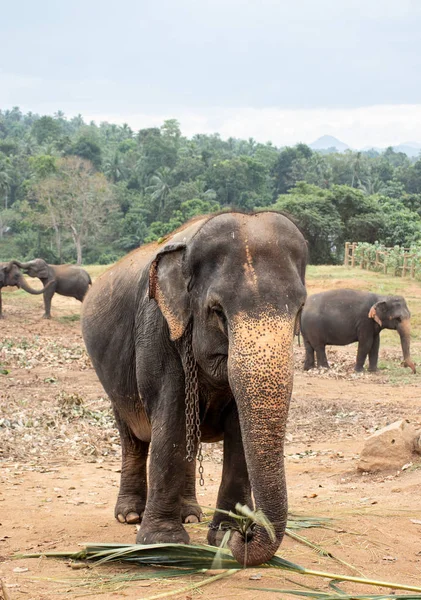 Wild Asian Elephant posando para una fotografía — Foto de Stock