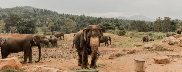 Elefante comendo um ramo de coco enquanto posar para a câmera — Fotografia de Stock