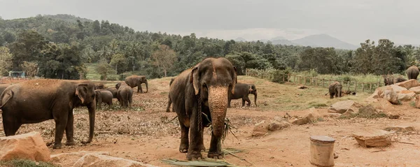 Elefante comiendo una rama de coco mientras posan para la cámara — Foto de Stock